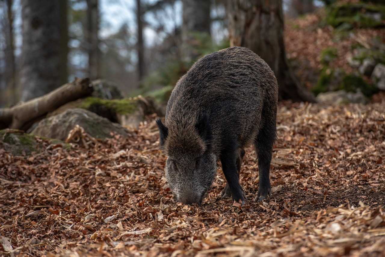 Action battue aux chiens courants en forêts de Paimpont et Liffré