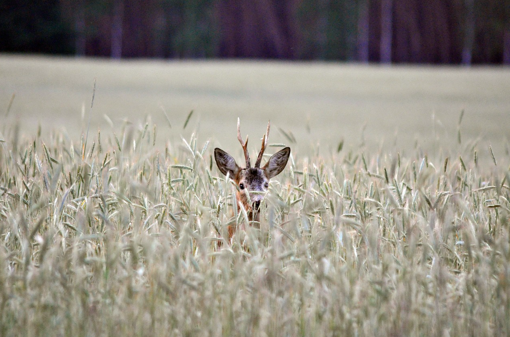 Journée de chasse aux grands gibiers en Côte d'Or