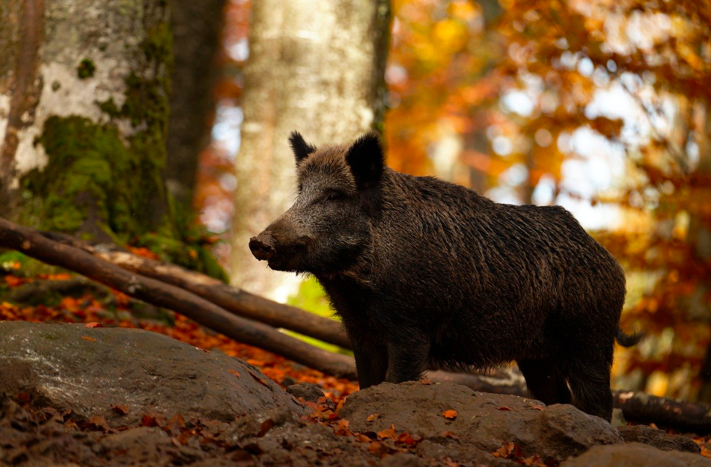 Action de battue (dimanche) au grand gibier en forêt de Raismes-Wallers