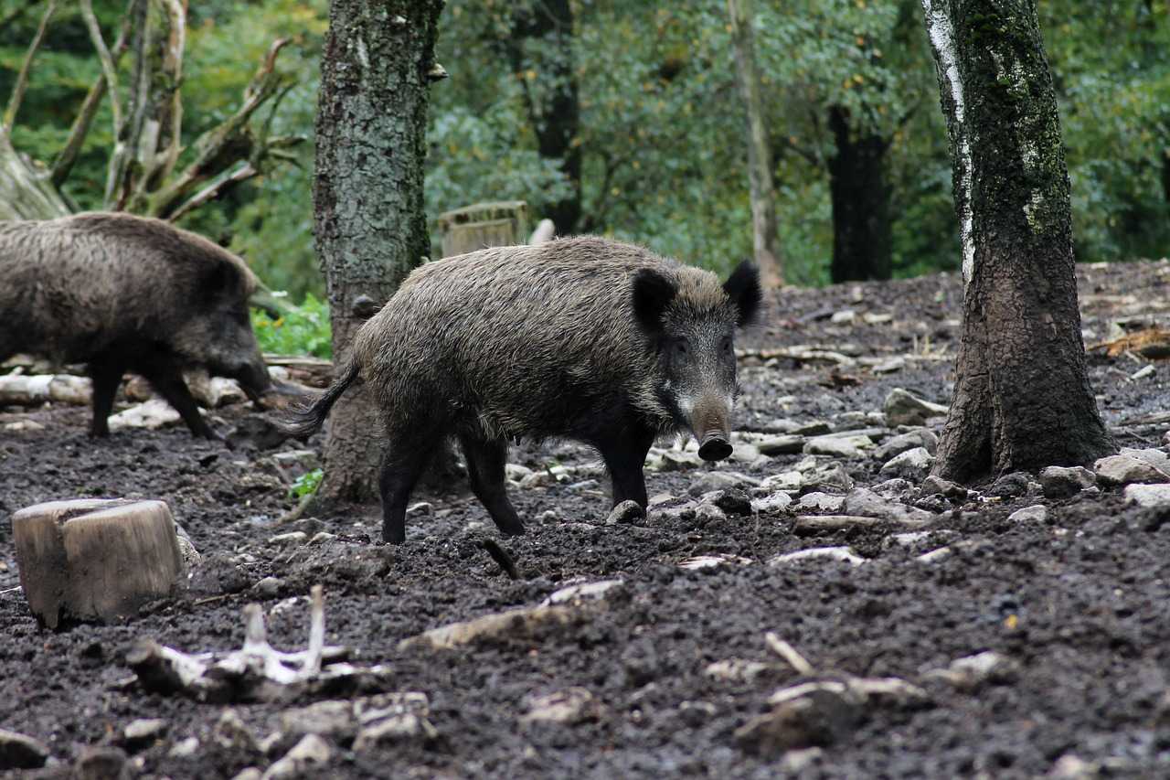 Journée de battue au grand gibier en Sologne (secteur Nançay)