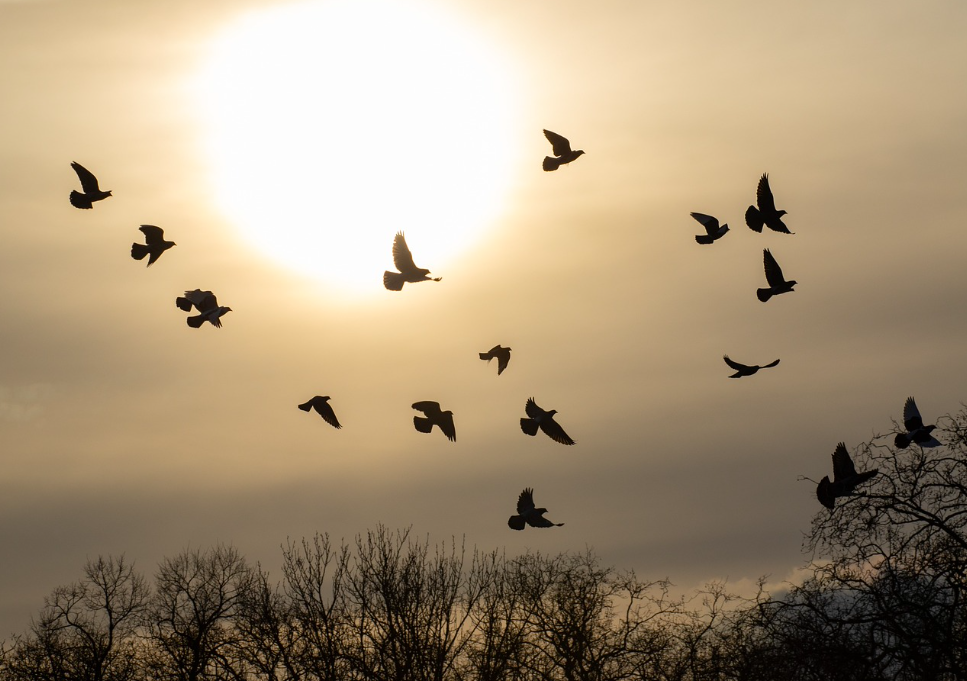 Journée au pigeon en Seine-et-Marne