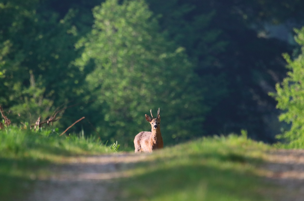 Action de battue grand gibier dans la Nièvre