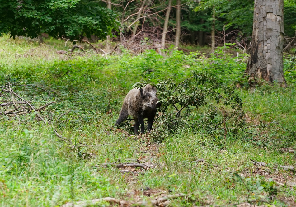 Recherche actionnaires pour petite équipe dans le Rhône