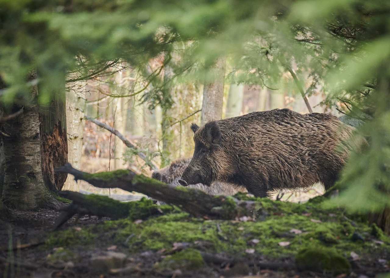 Action battue aux chiens courants en Forêt de Paimpont