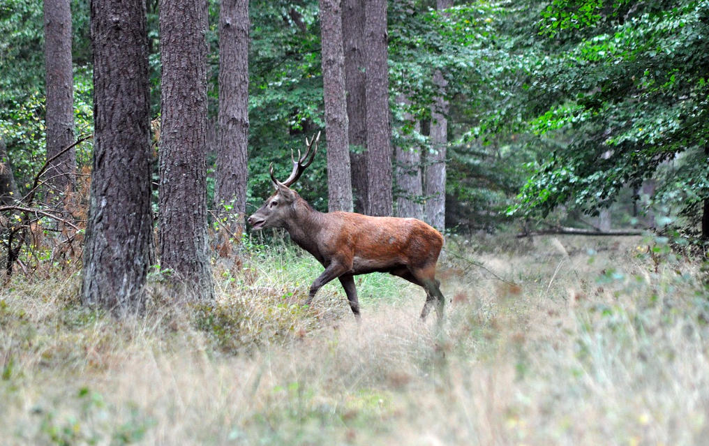 Action mixte grand gibier migrateurs en Brenne