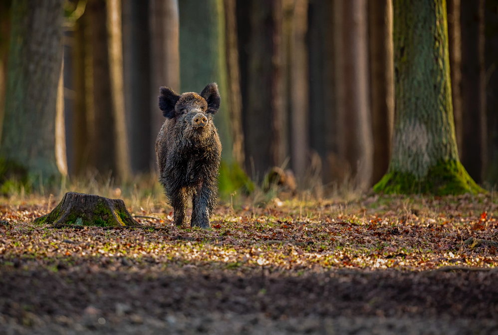 Action du dimanche dans les Vosges