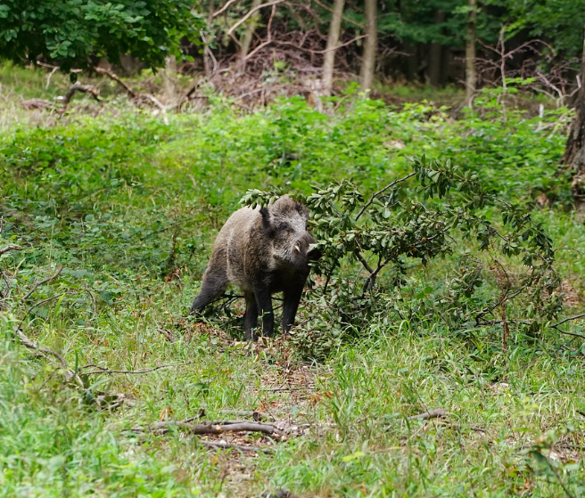 Journée de battue au grand gibier en Seine-et-Marne