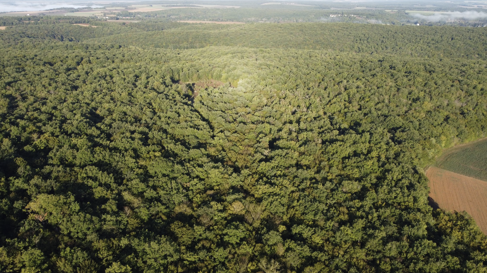 Journée grand gibier en bordure du Morvan, Yonne