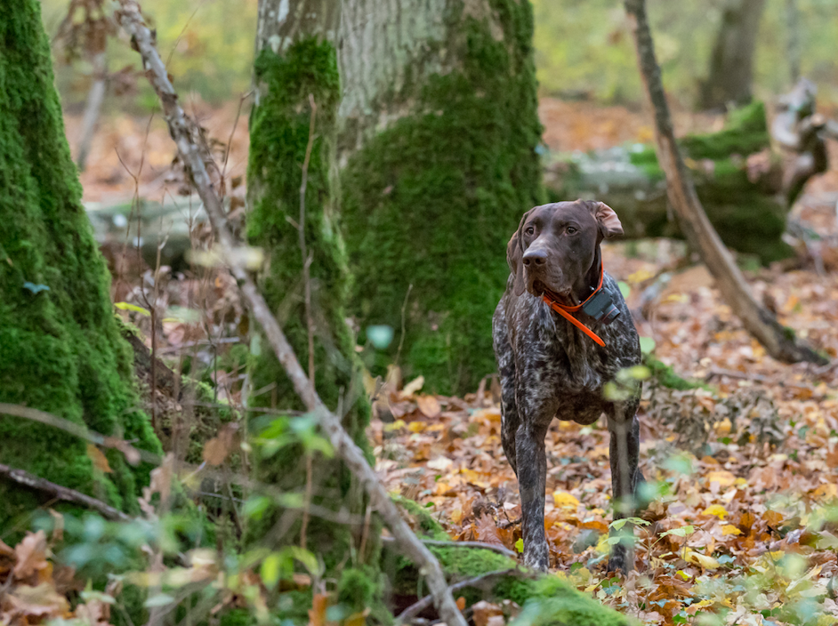 Journée de chasse à la bécasse en Meurthe-et-Moselle