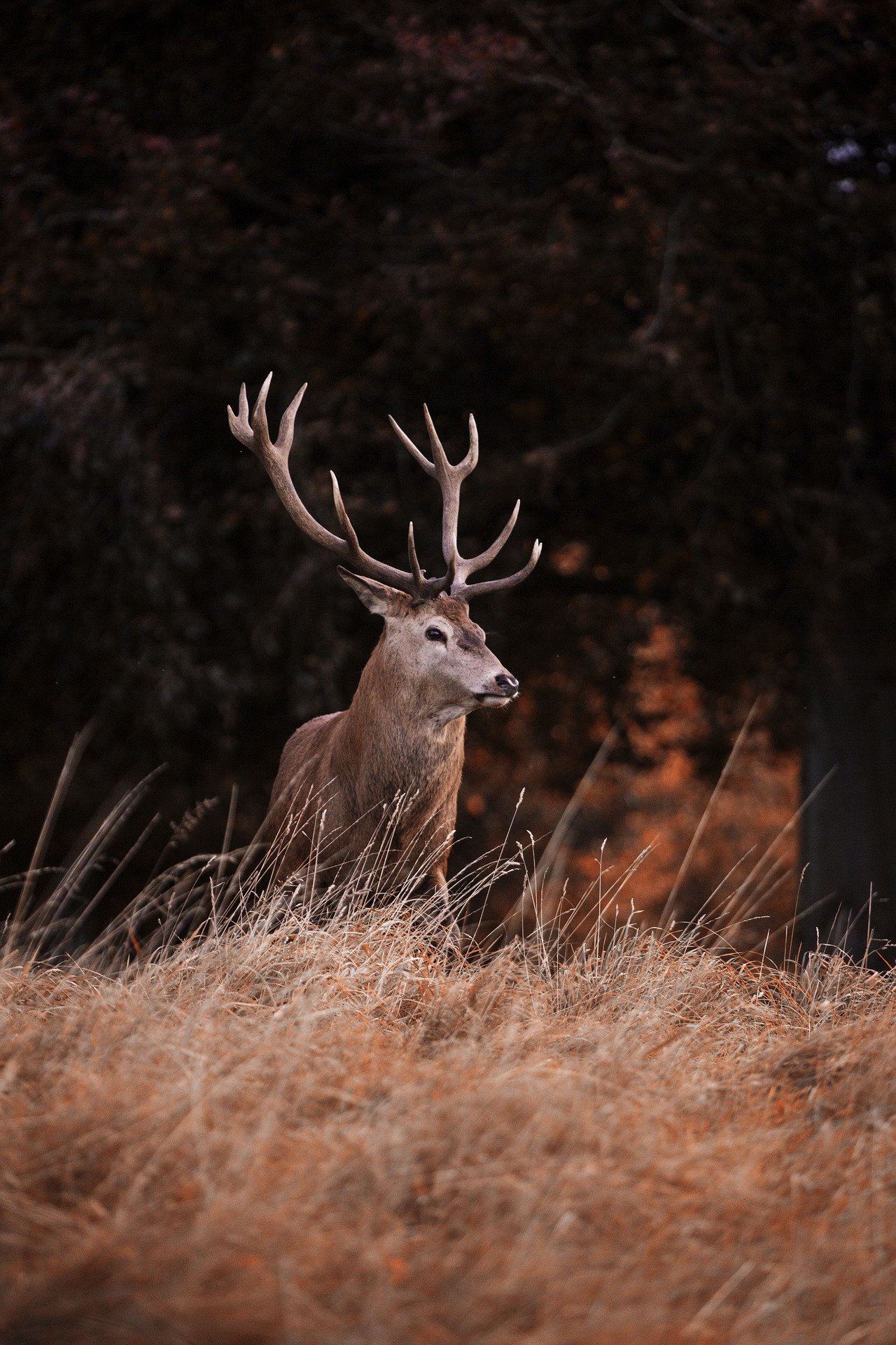 Bracelet de cerf dans les Landes