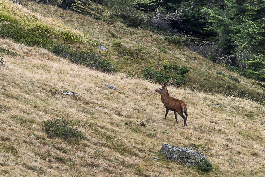 Action à l'approche cervidés dans les Pyrénées