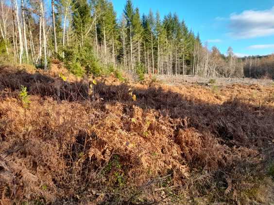 Journée bécasse au chien d'arrêt sur le Plateau de Millevaches