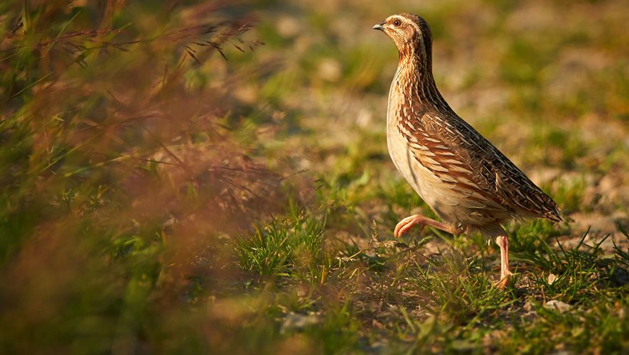 Chasse à la caille dans les champs de blés