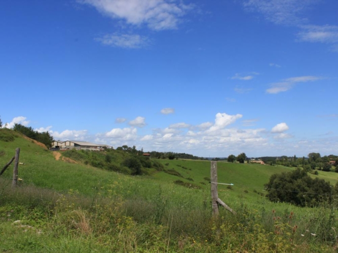 Bracelet de chevreuil Haute Garonne 31