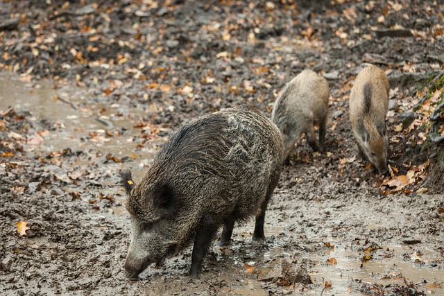 Chasse en battue avec des jeunes