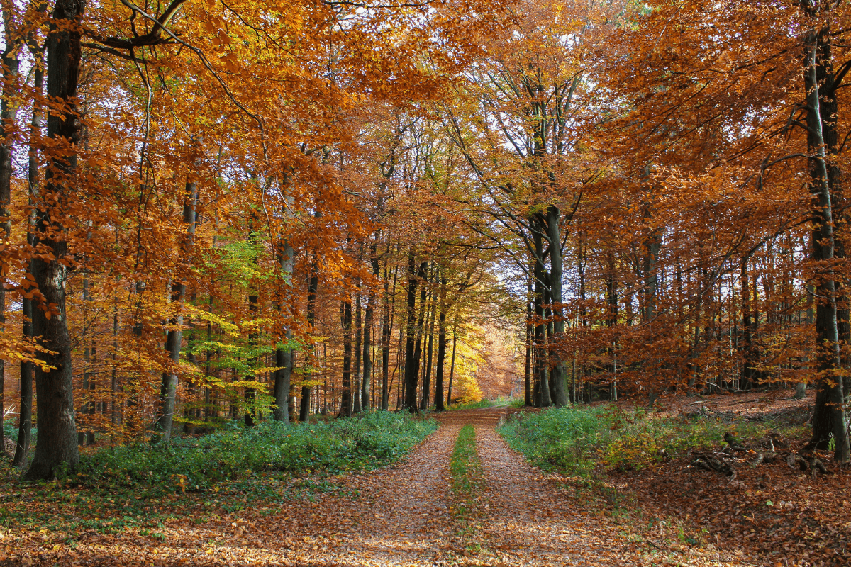 Journée grands gibiers, dans les Côtes-d'Armor