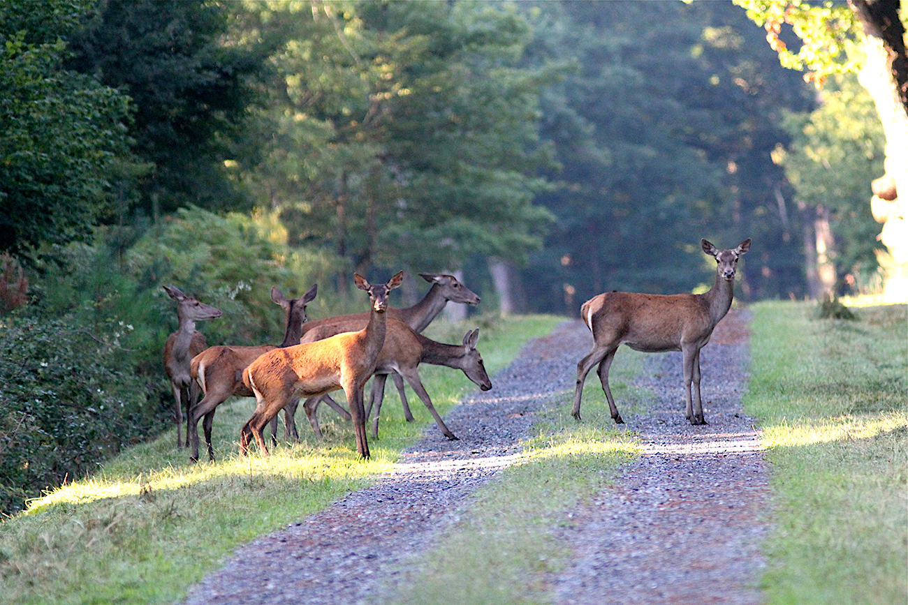 Action d'approche  Biche/Faon