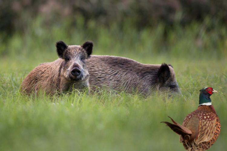 action grands et petits gibiers naturels dimanche et lundi dans l'oise