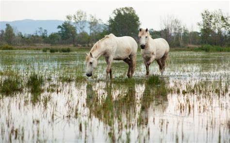 Promenade à cheval, en plein coeur de la réserve naturelle de Camargue