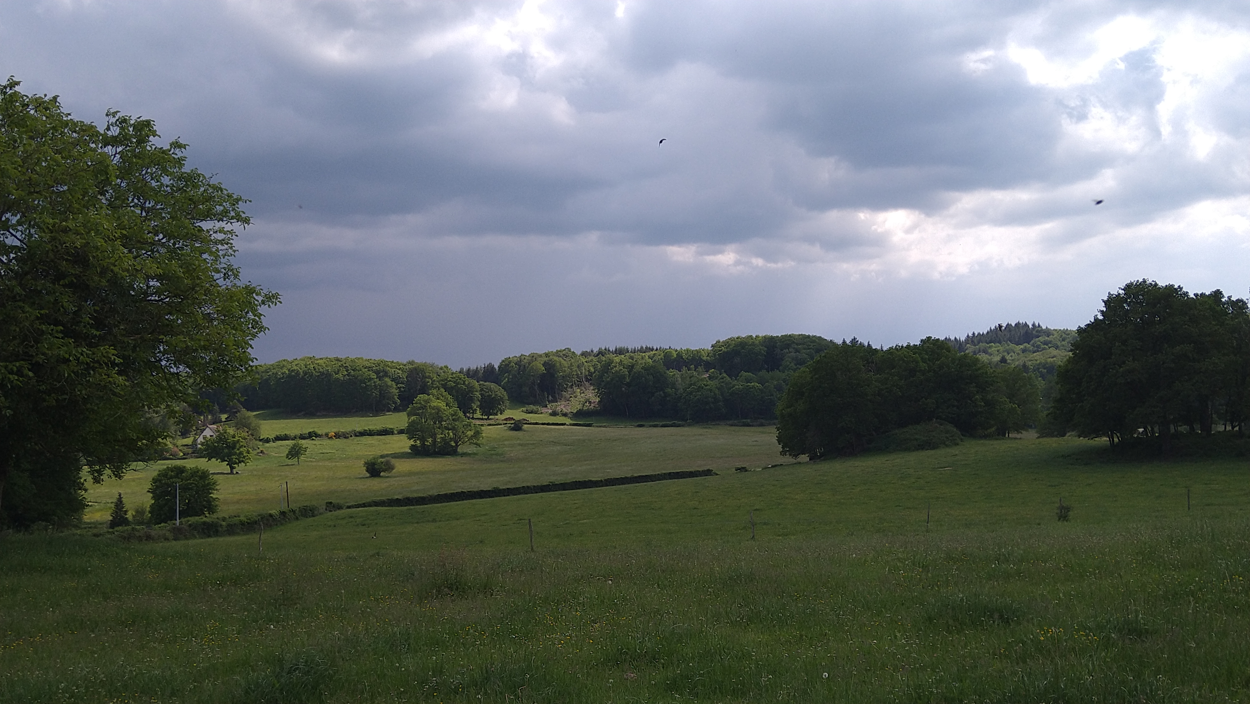 Tir d'été au brocard dans la Creuse