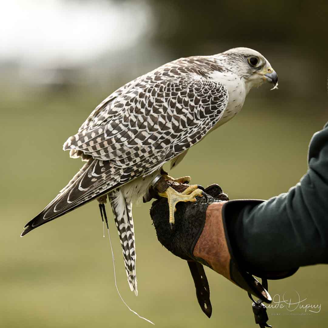 Chasse au vol au petit gibier