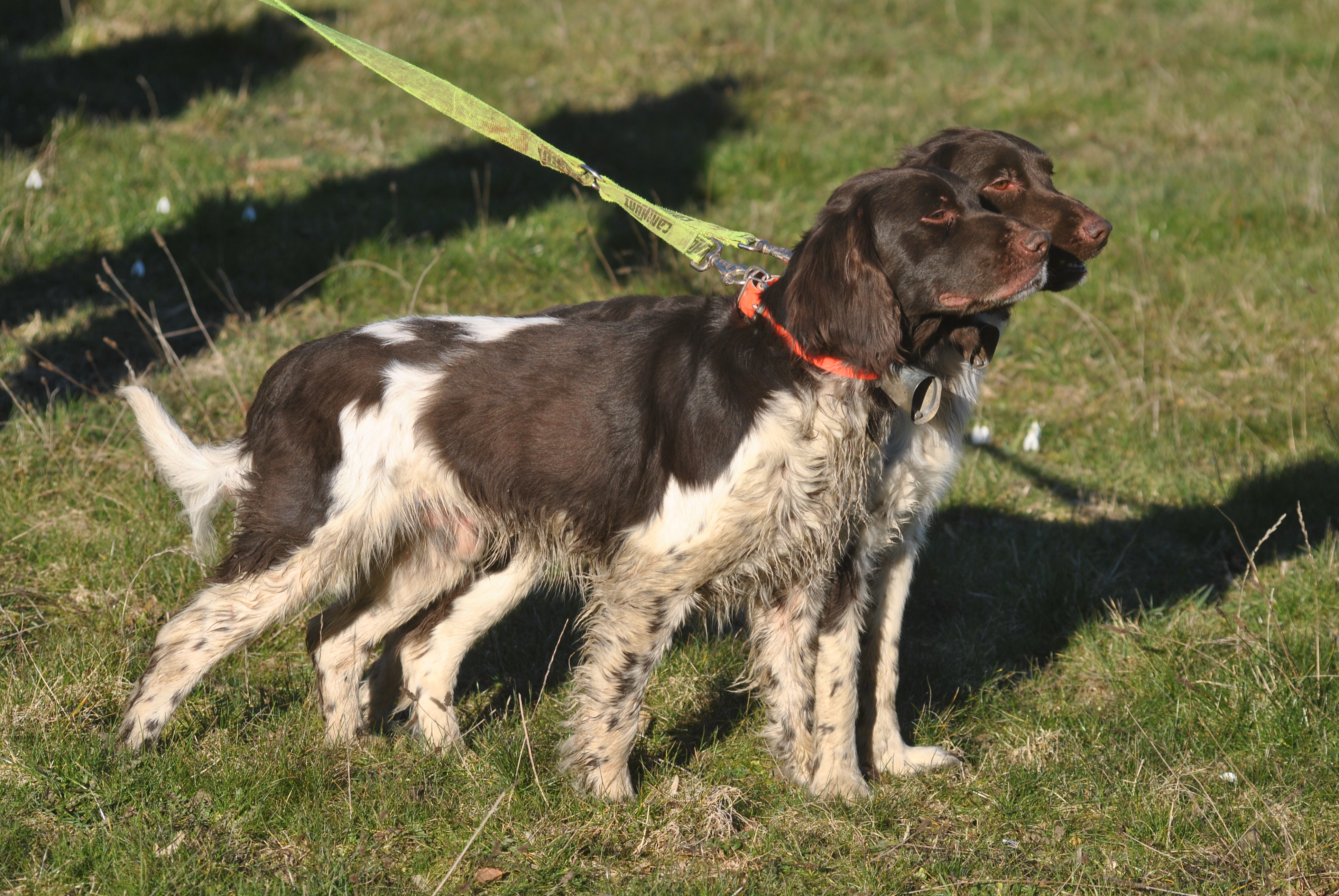 ACTION DE CHASSE EN MONTAGNE DE REIMS