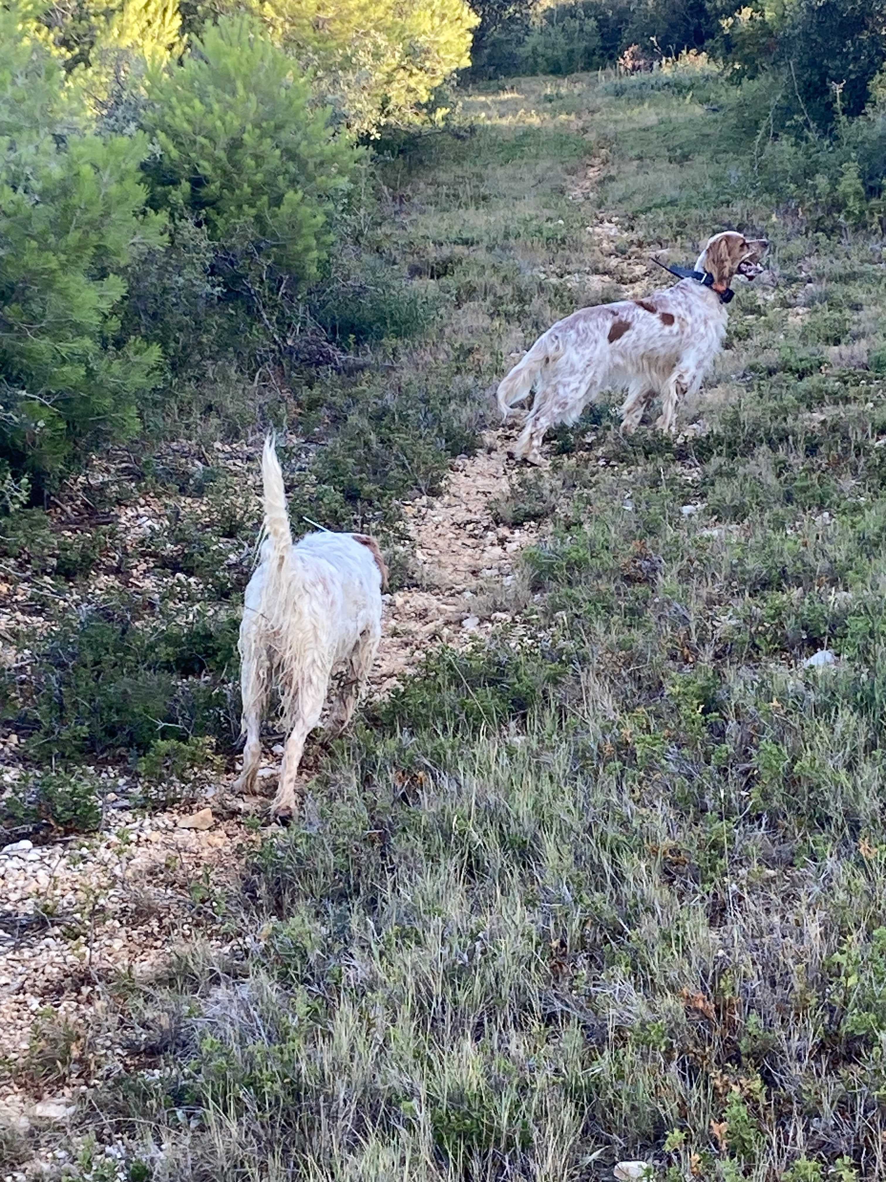 Action petits gibiers naturels, et migrateurs dans l'Hérault