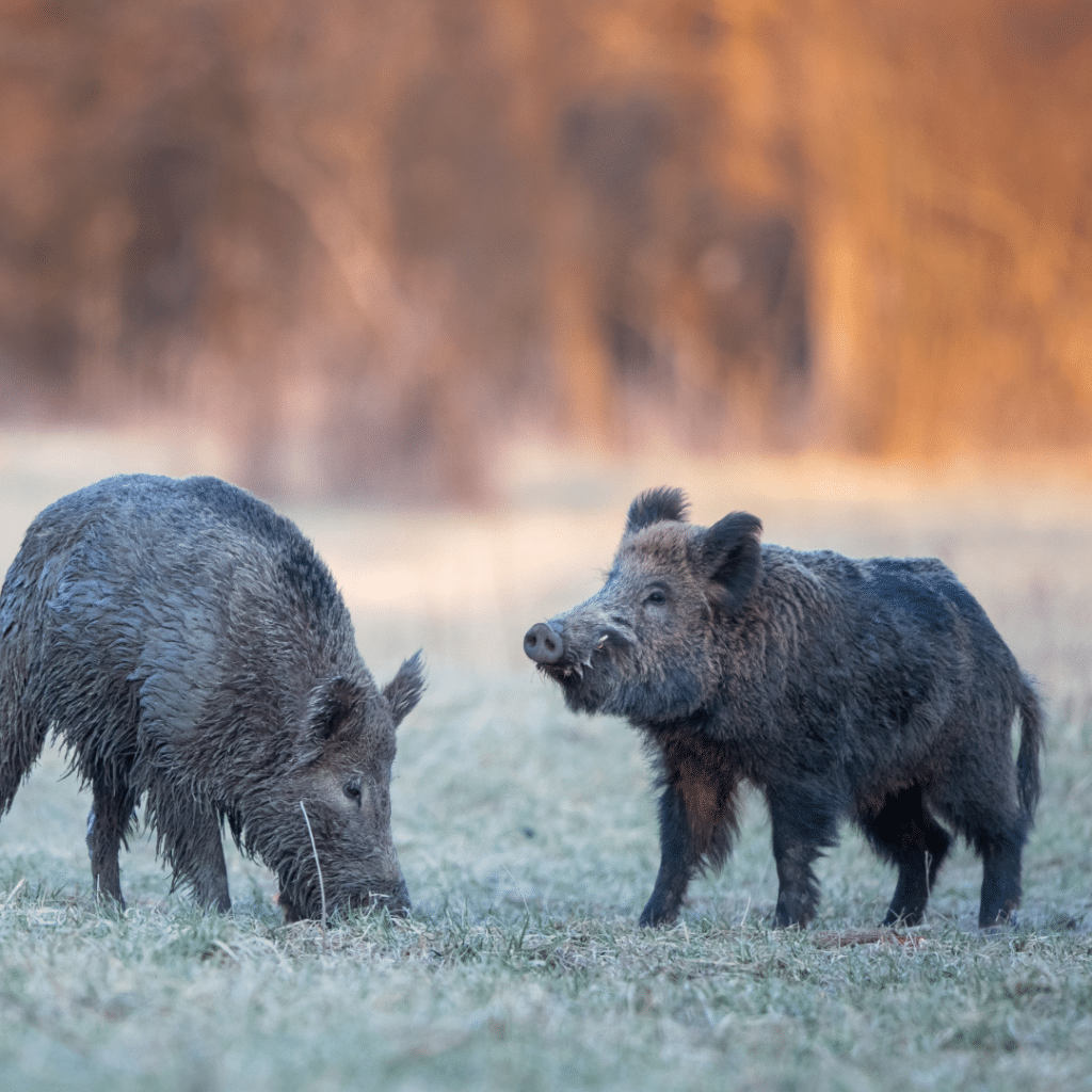 Actions de chasse gros gibier et gibier à plume dans le Val-d'Oise