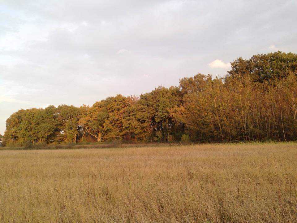 Action de chasse gros gibiers et canards au coeur de la Sologne