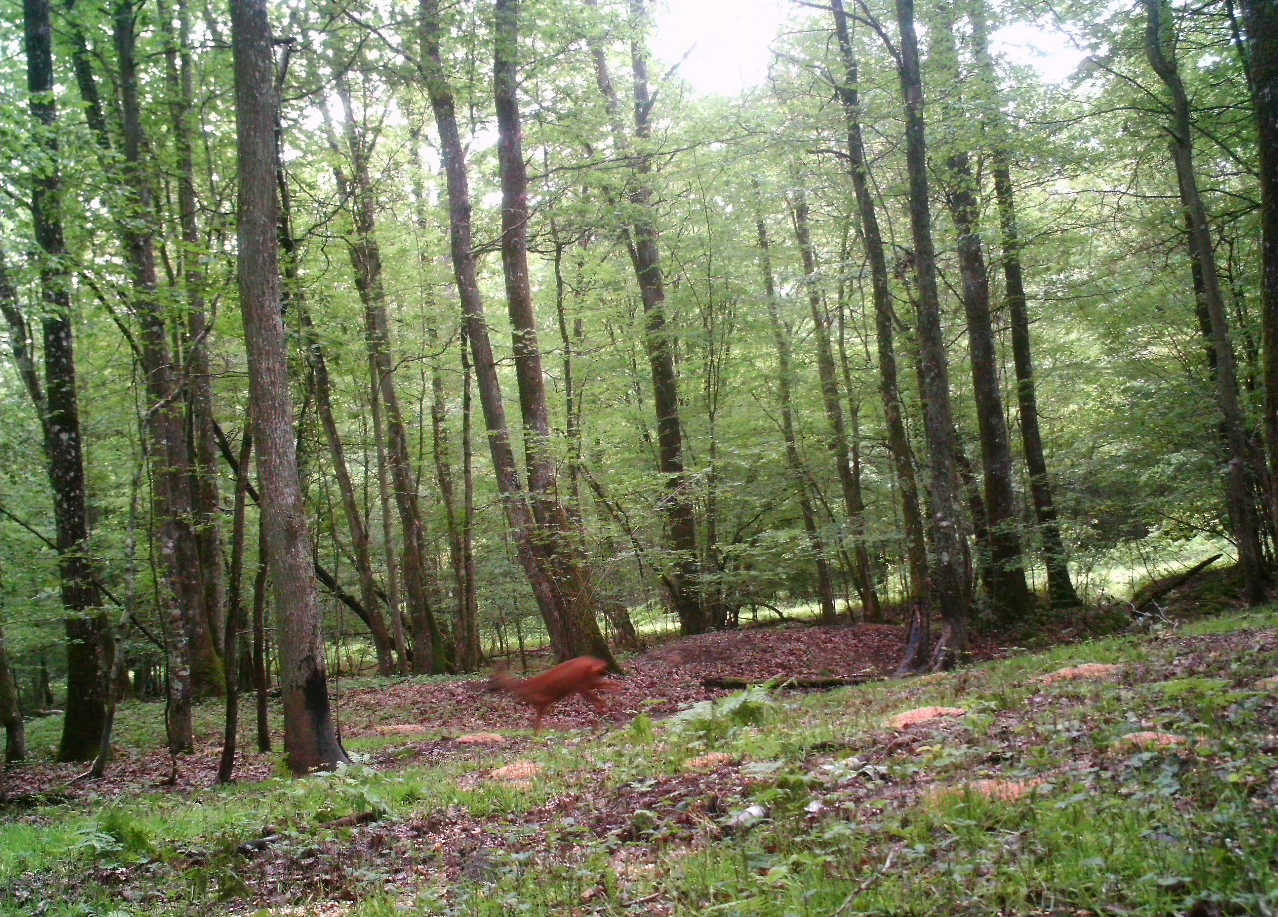 ACTION DE CHASSE EN BATTUE AU GROS GIBIER