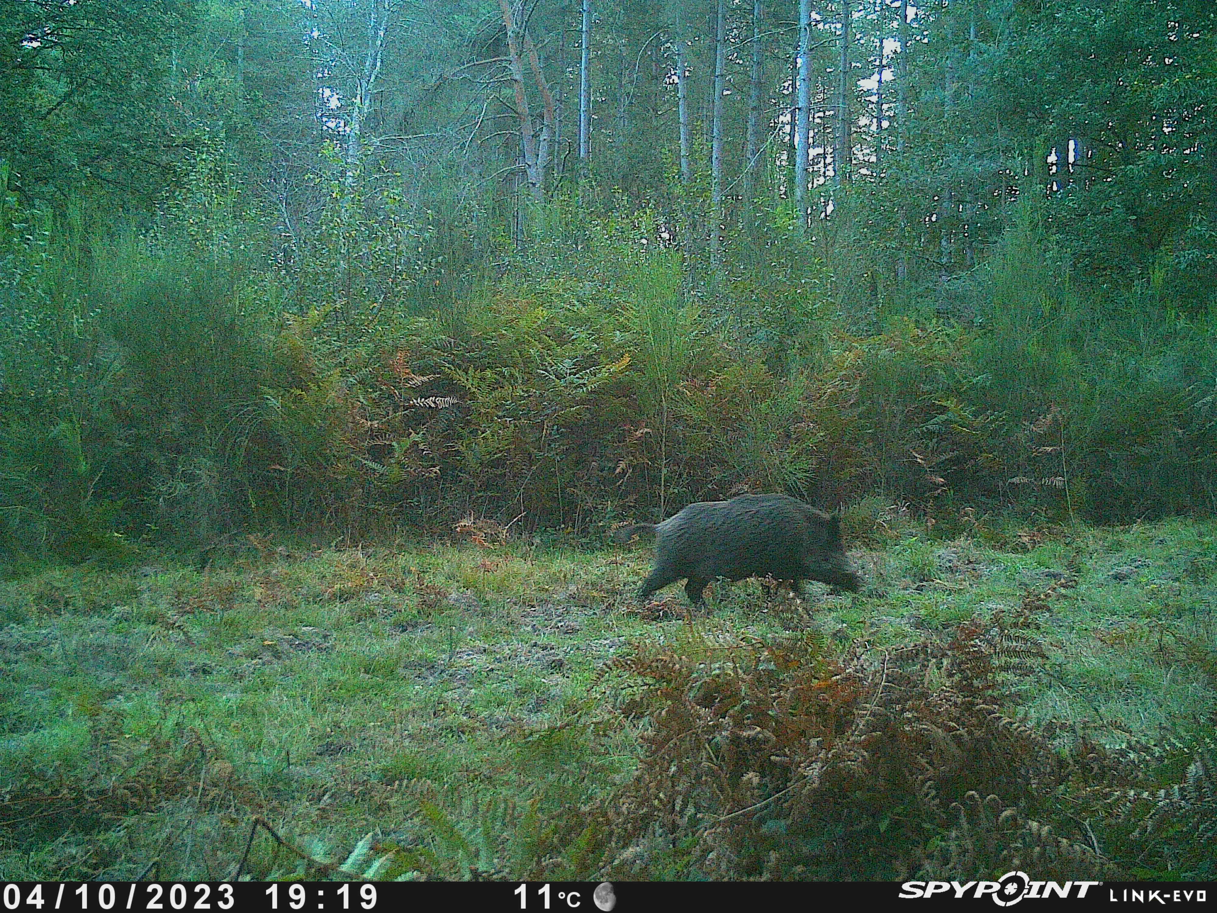 Chasse du samedi à la journée, en Sologne