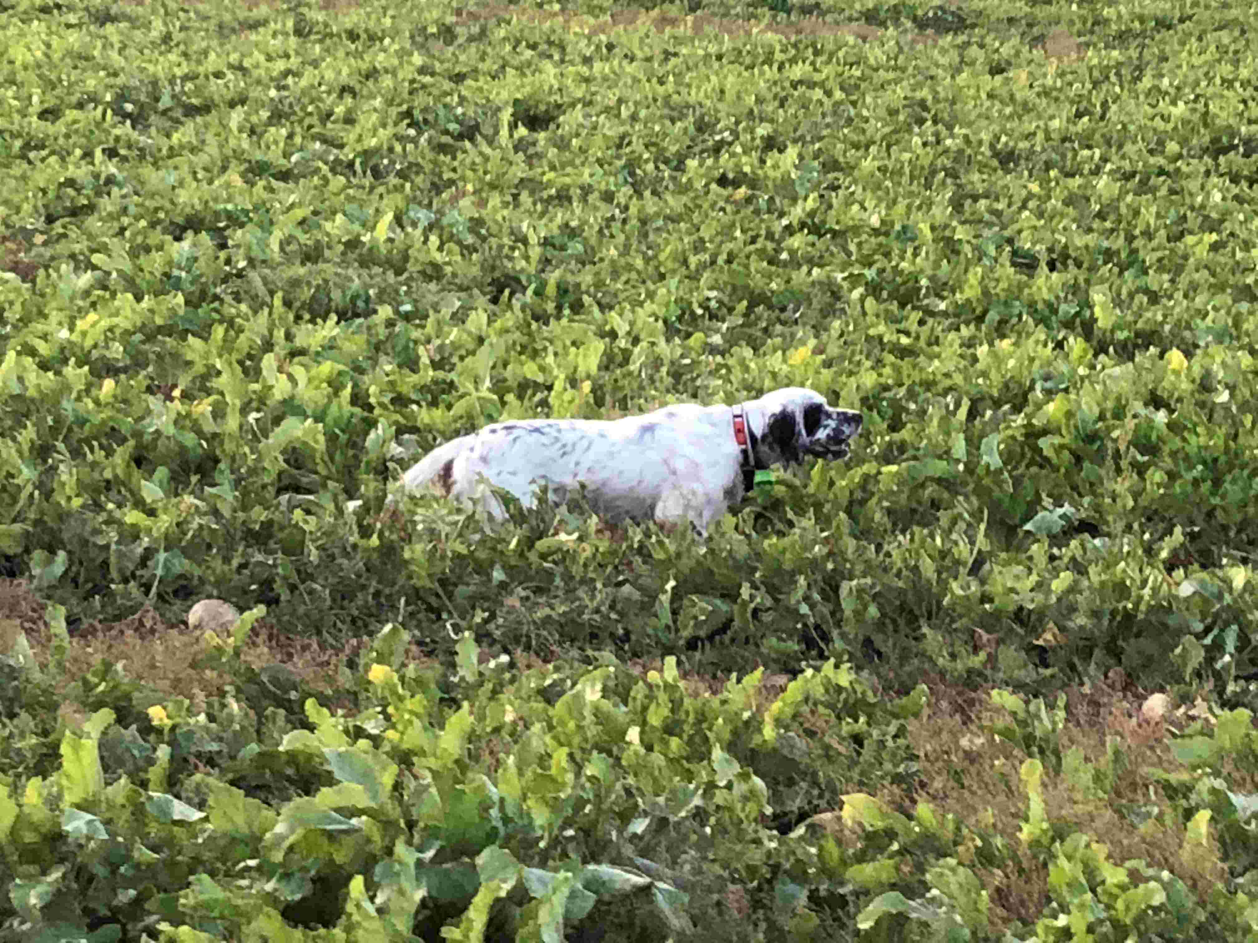 Action de chasse au perdreau dans le Pays d'Auge