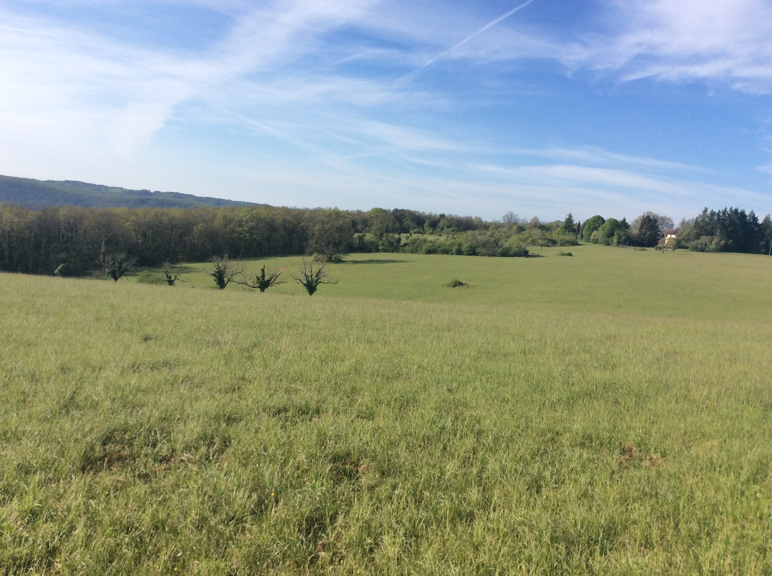 Chasse au chevreuil