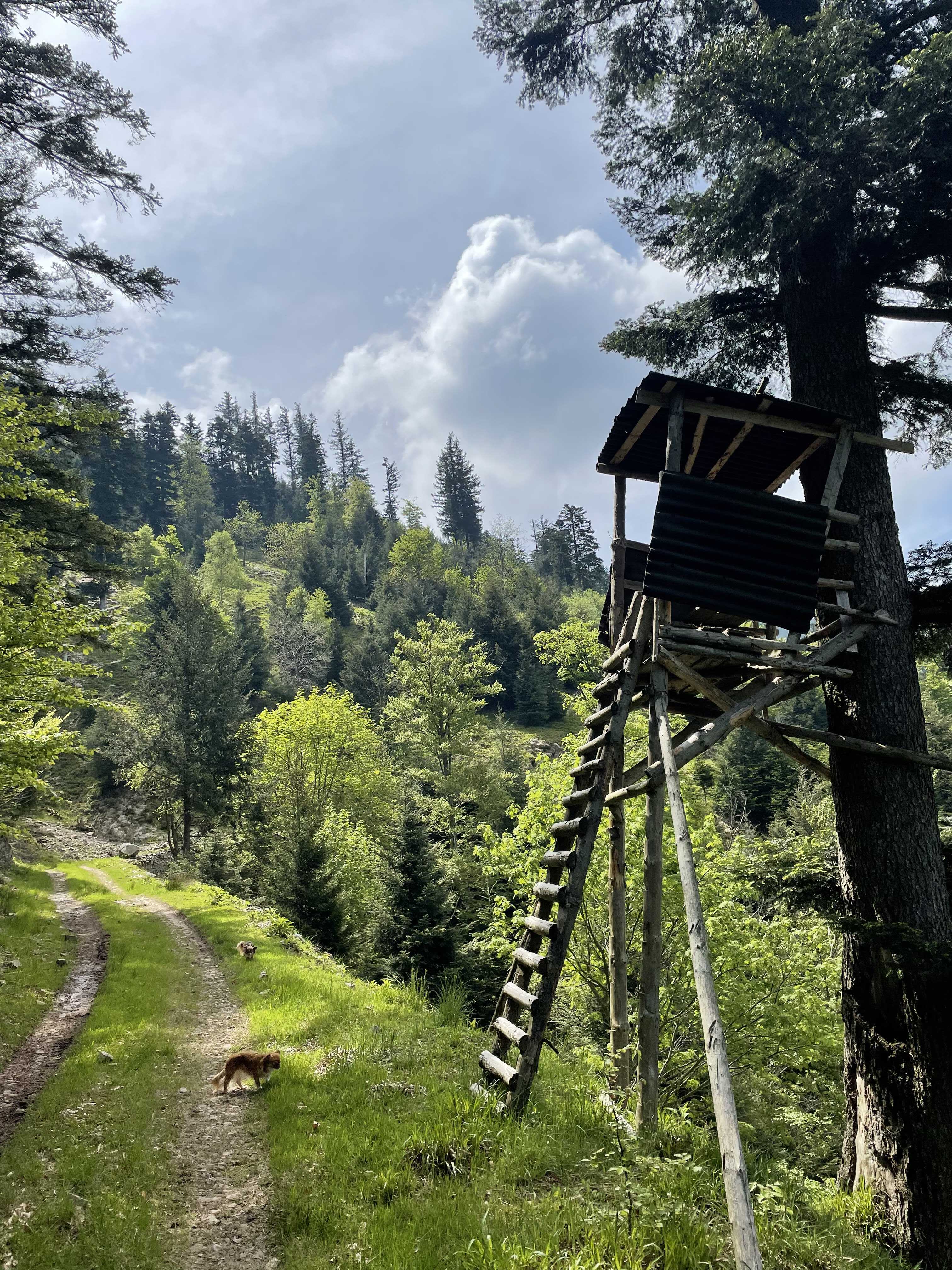 Soirée Observation d'Animaux dans les Vosges