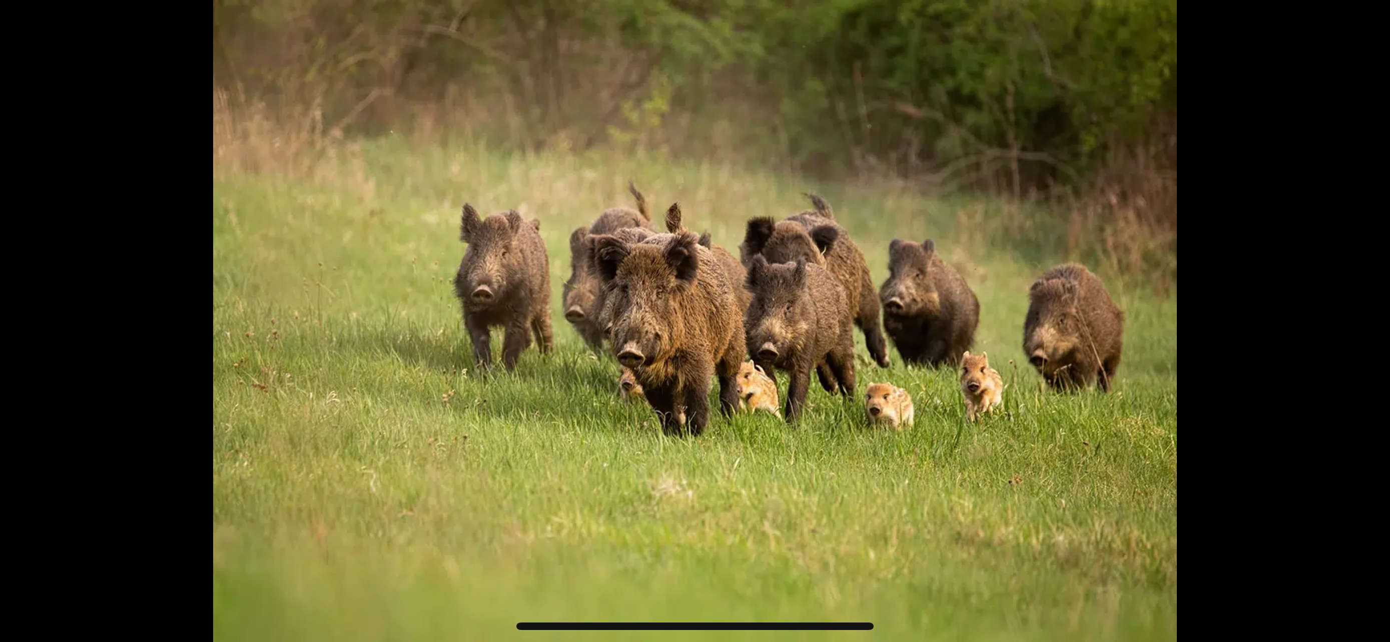 Action Affût/Battue Massif forêt de Haguenau