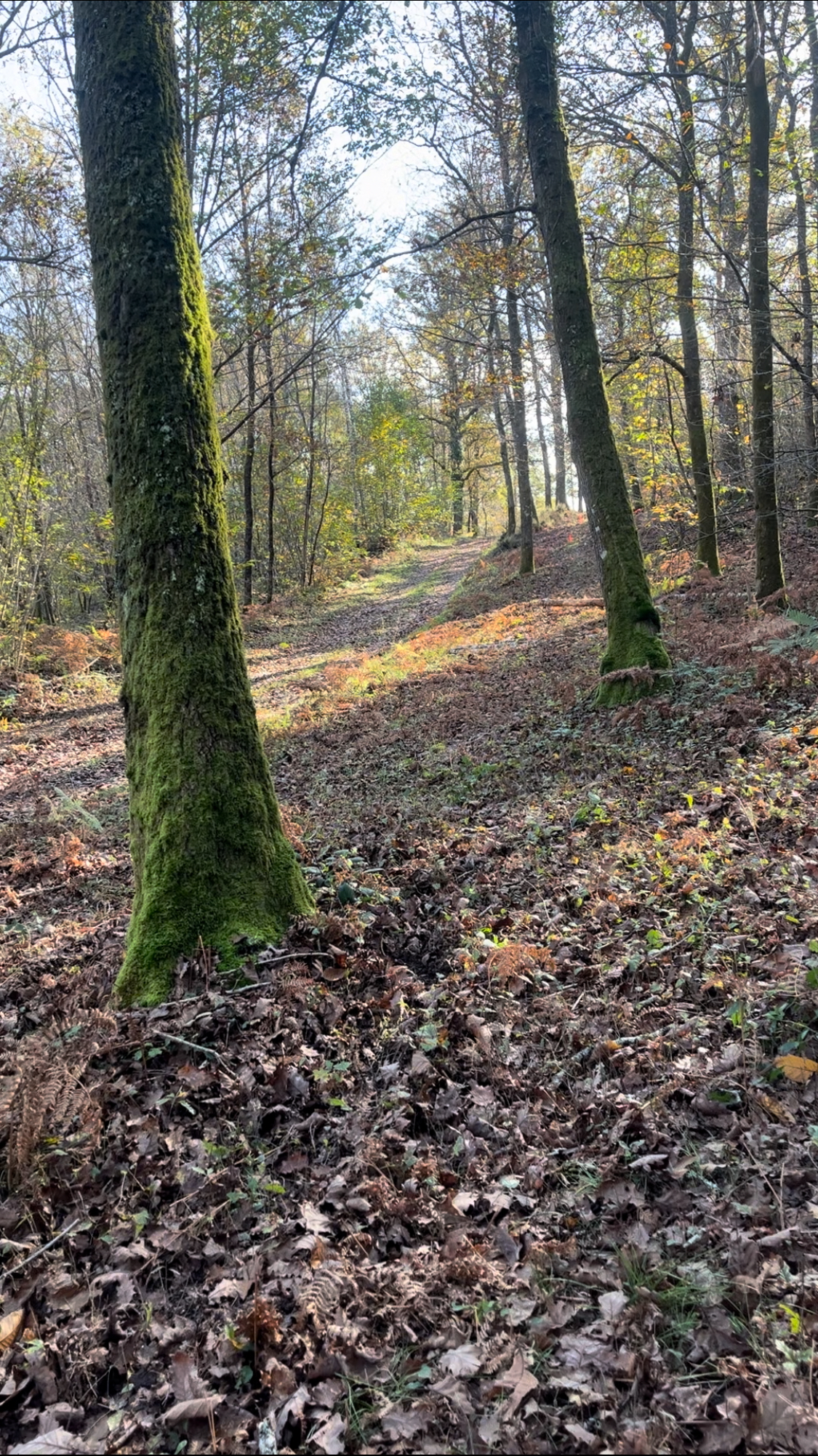 Action de chasse aux grands gibiers en Charente