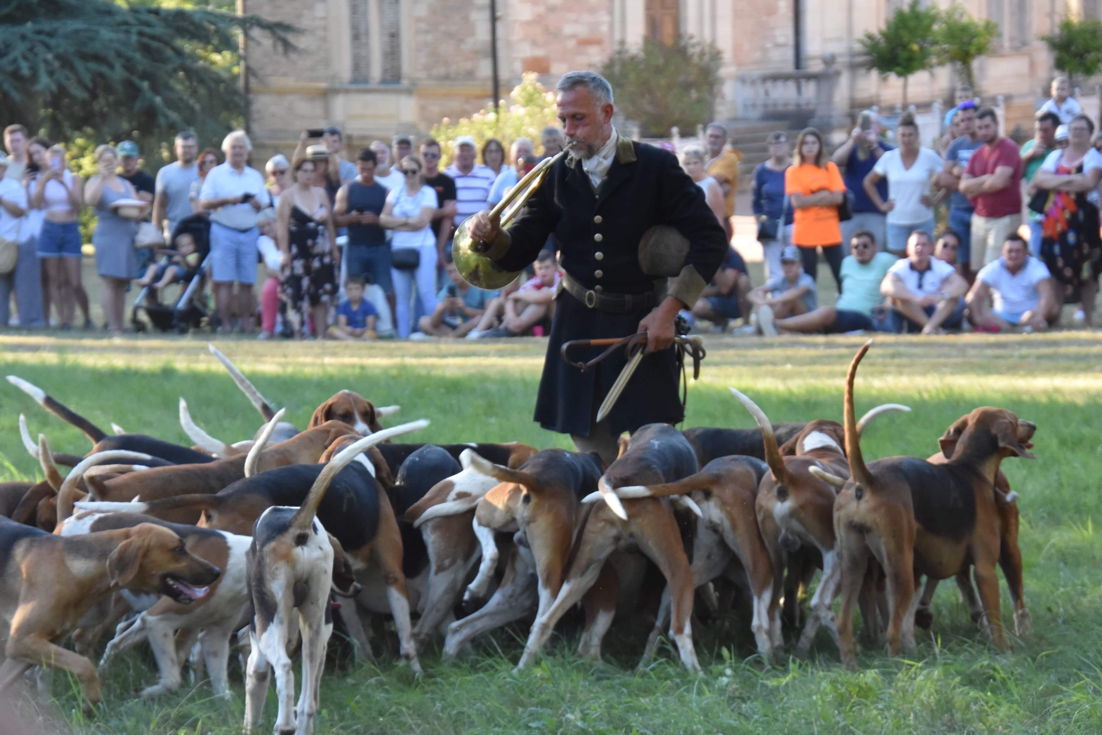 Lundi : Vènerie du sanglier et immersion de A à Z, en Saône-et-Loire