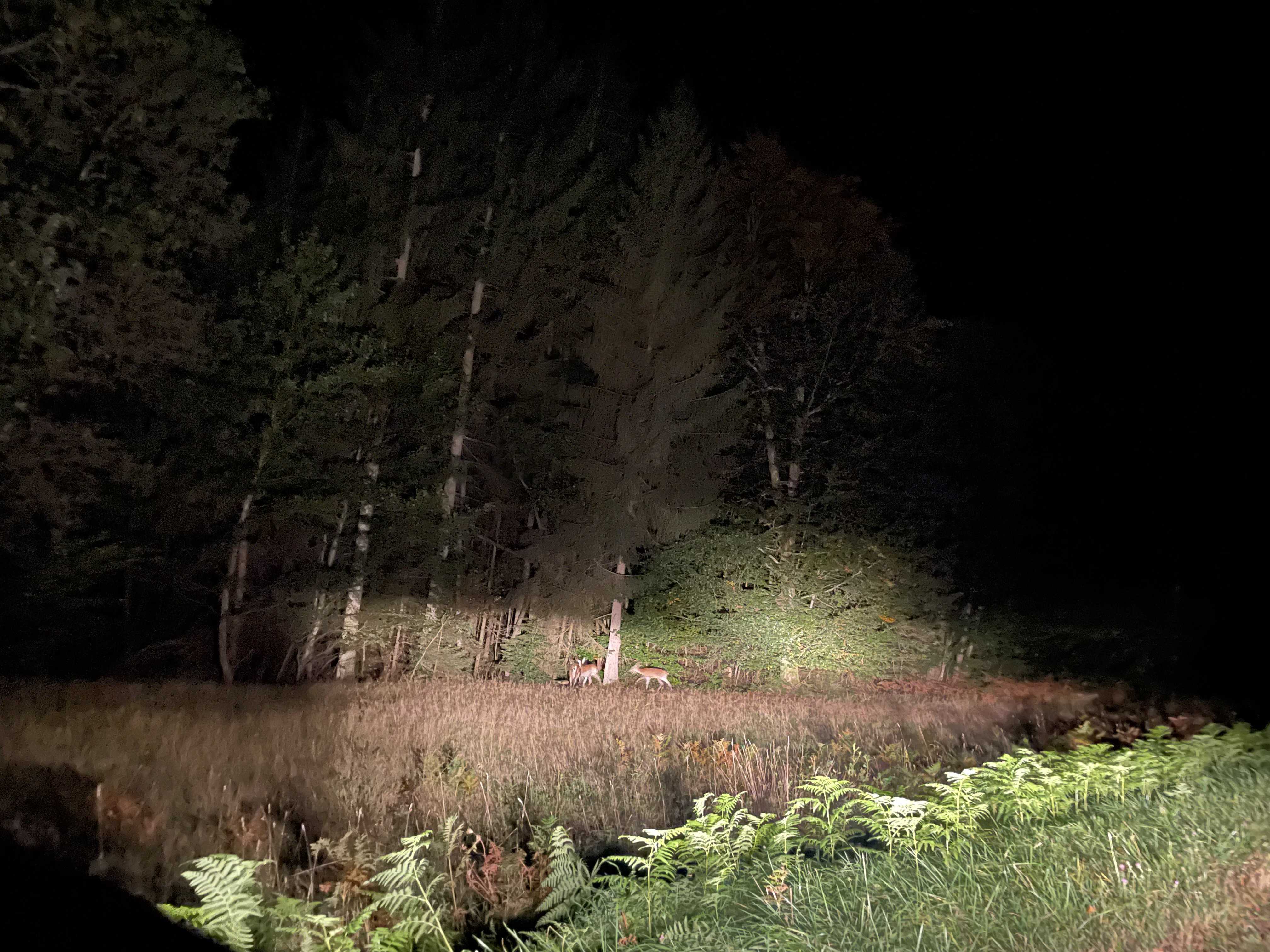 Soirée Brame dans les Vosges