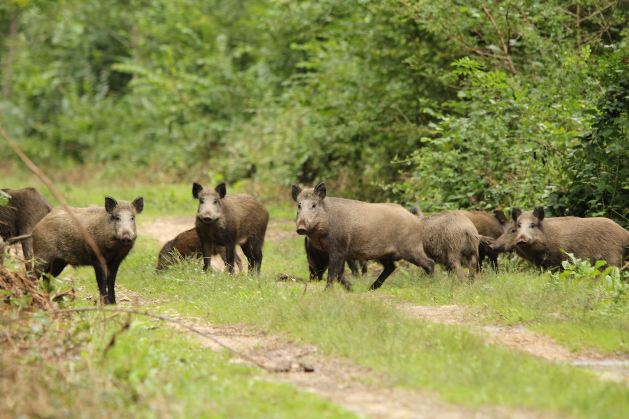 Chasse Sangliers Chevreuils-Forfait Découverte 4 jours-Nouveaux Participants