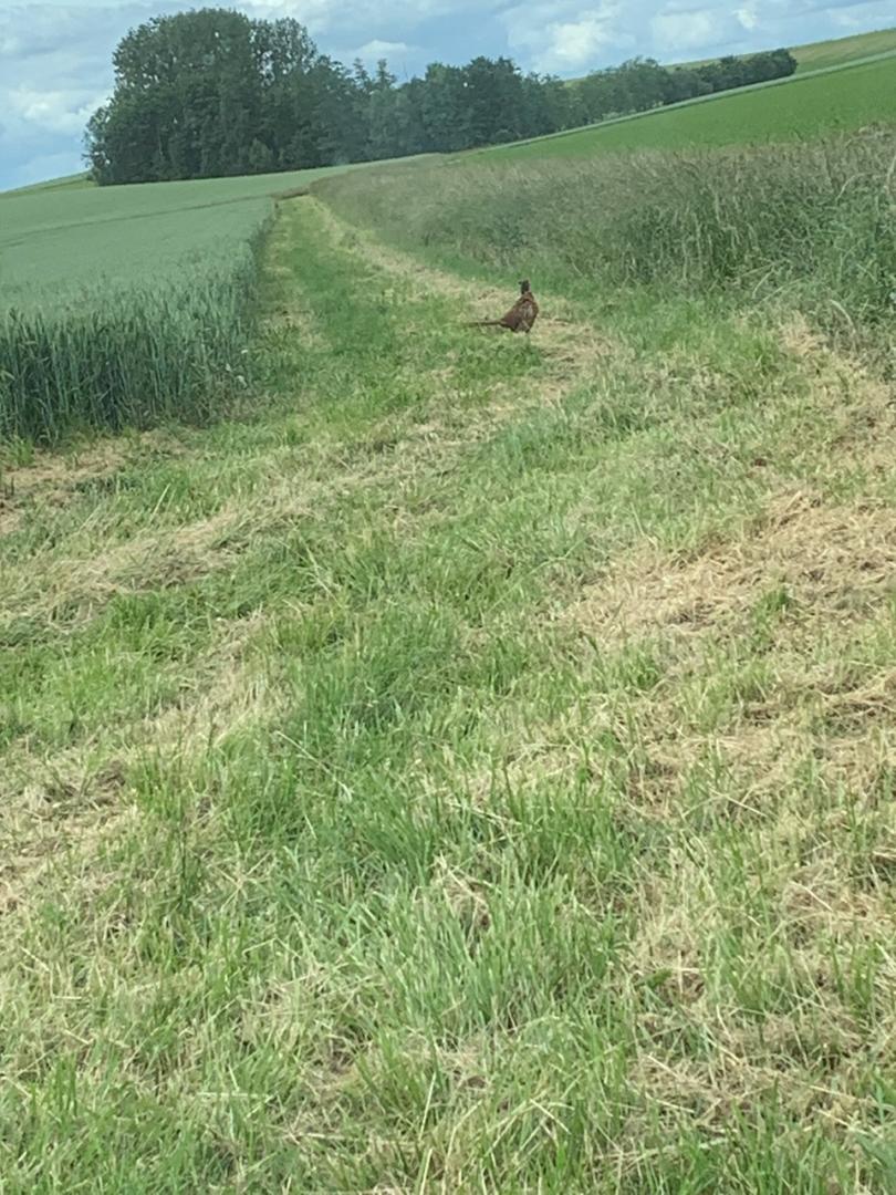 Chasse petits gibiers