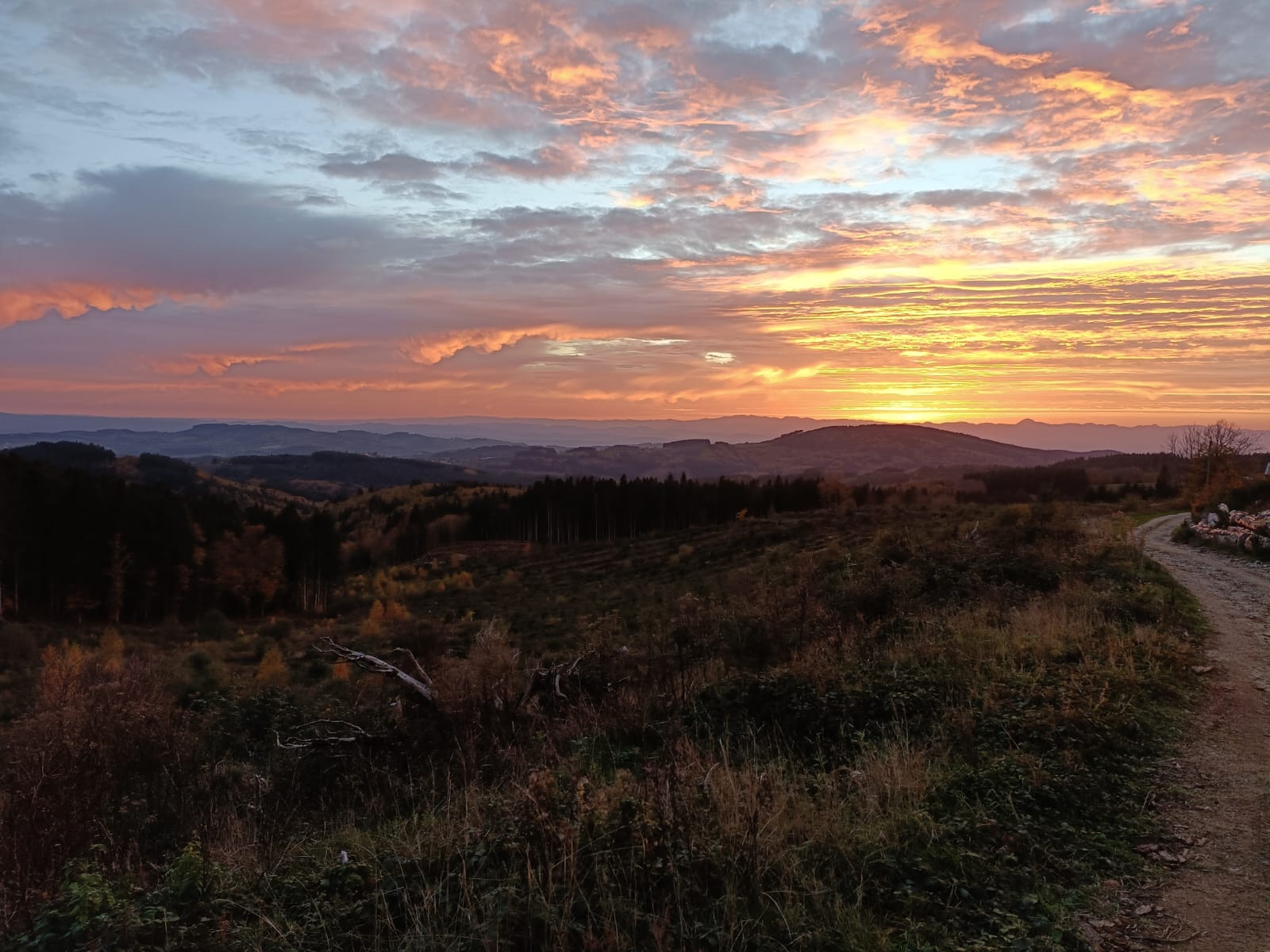 Journée bécasses monts du Forez