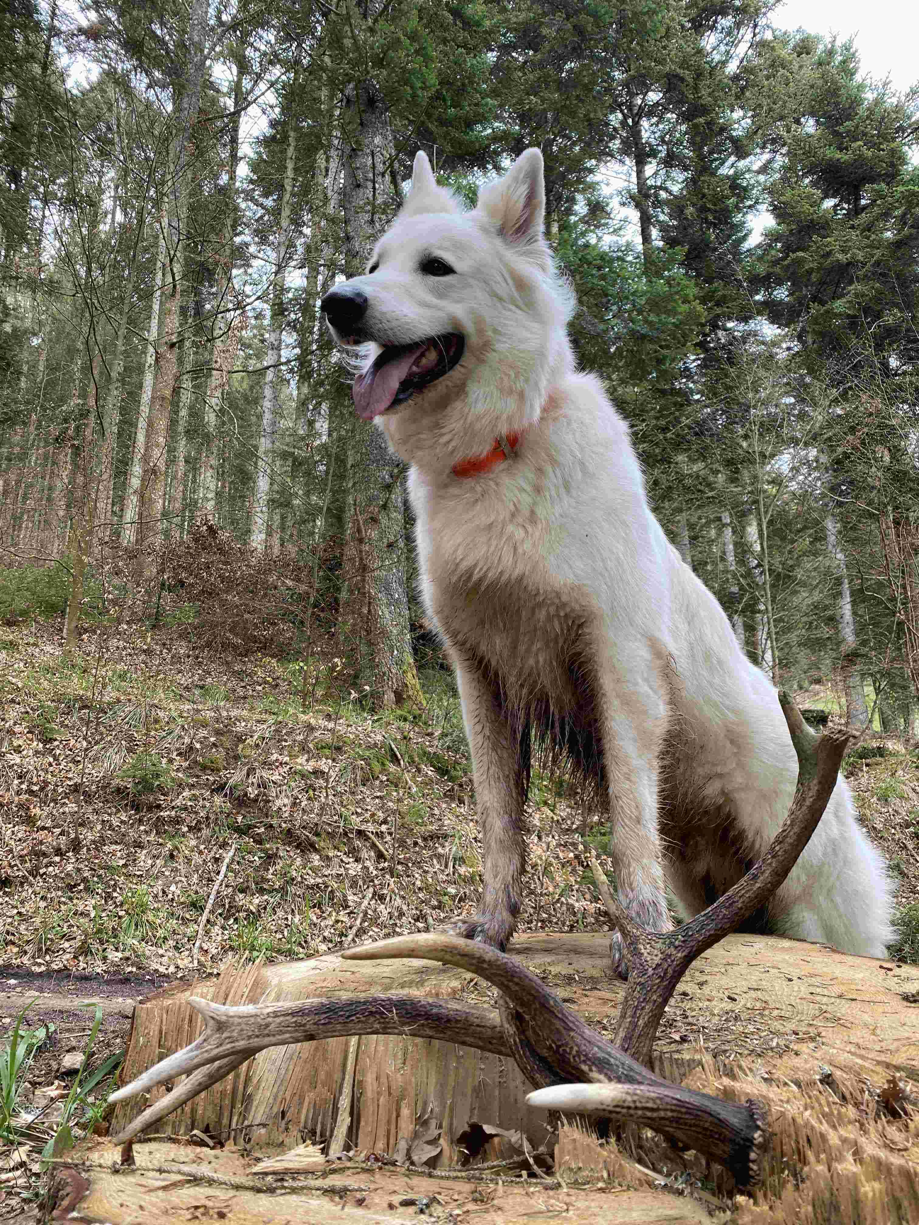 Part de chasse à l'affût et à l'approche en vallée de Munster