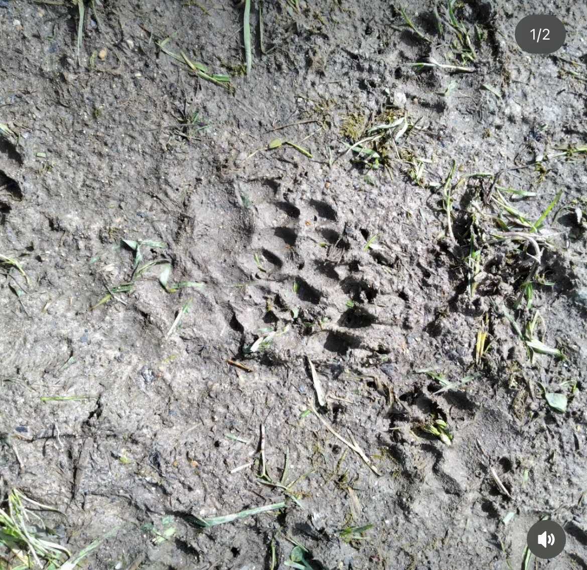 Journée ou séjour de chasse sur-mesure en Charente-Maritime