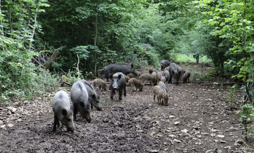 Journée de chasse à Selaincourt