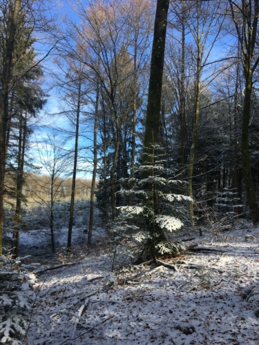 Journée de battue au grand gibier dans le Morvan