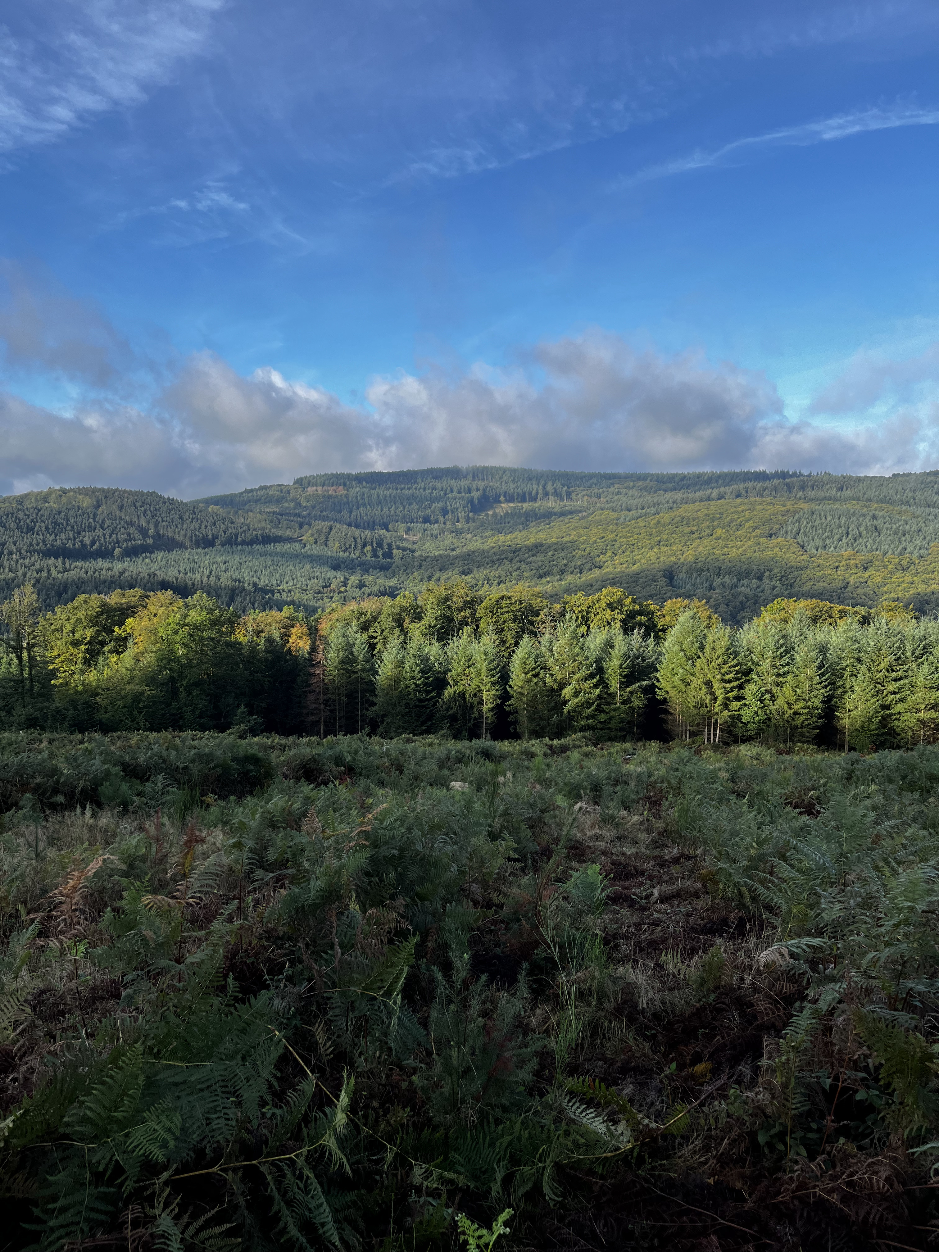 Journée de Chasse dans le Morvan