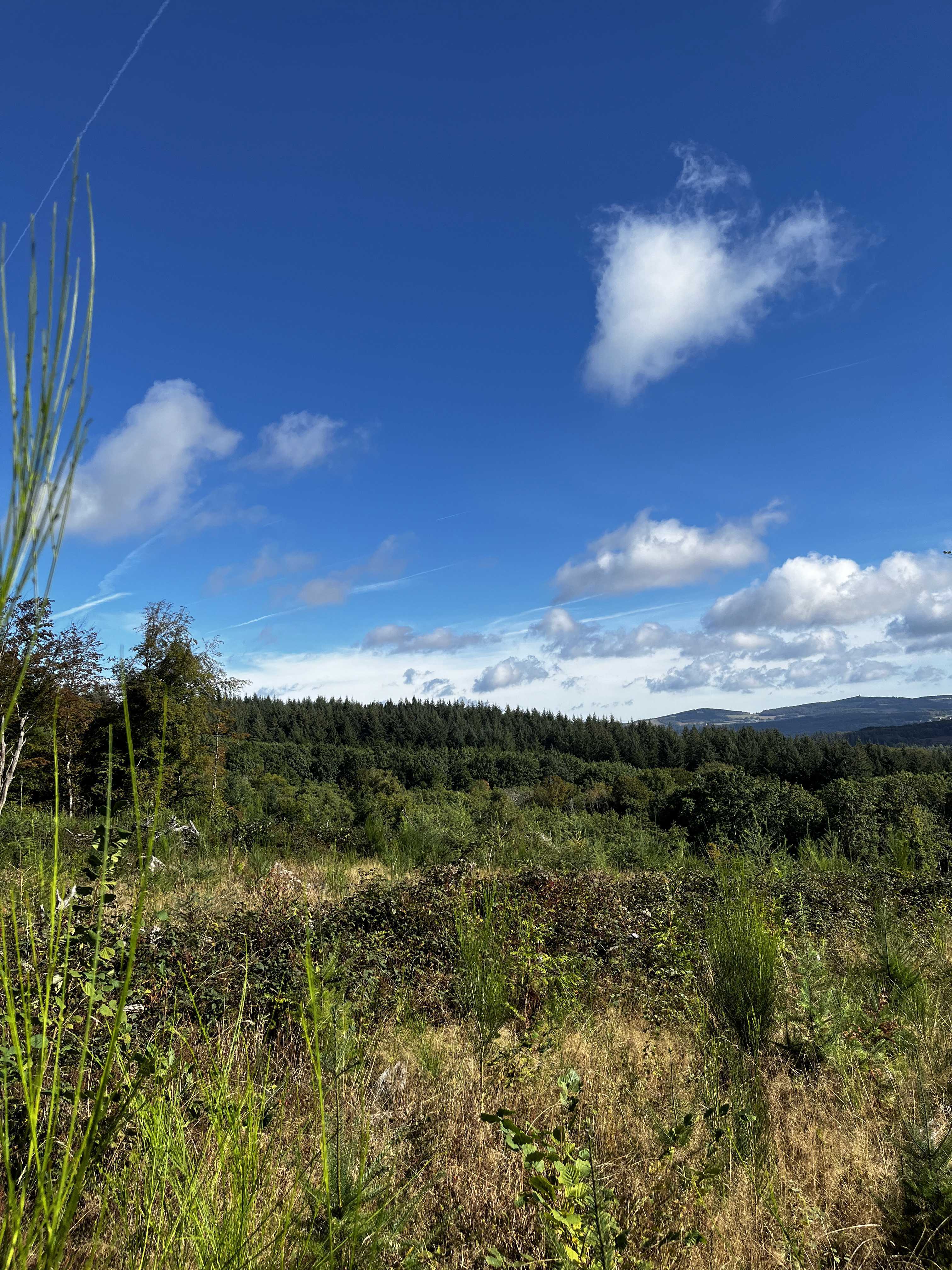 Action de Chasse dans le Morvan