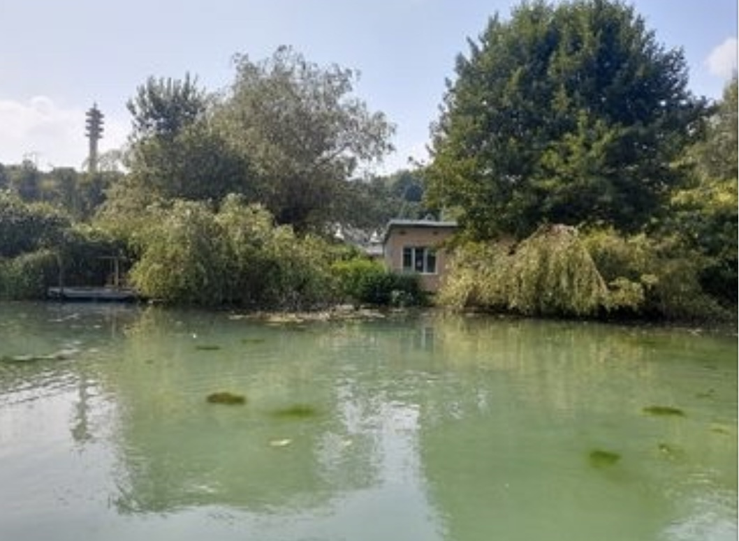 Journée étang de pêche avec petit Chalet