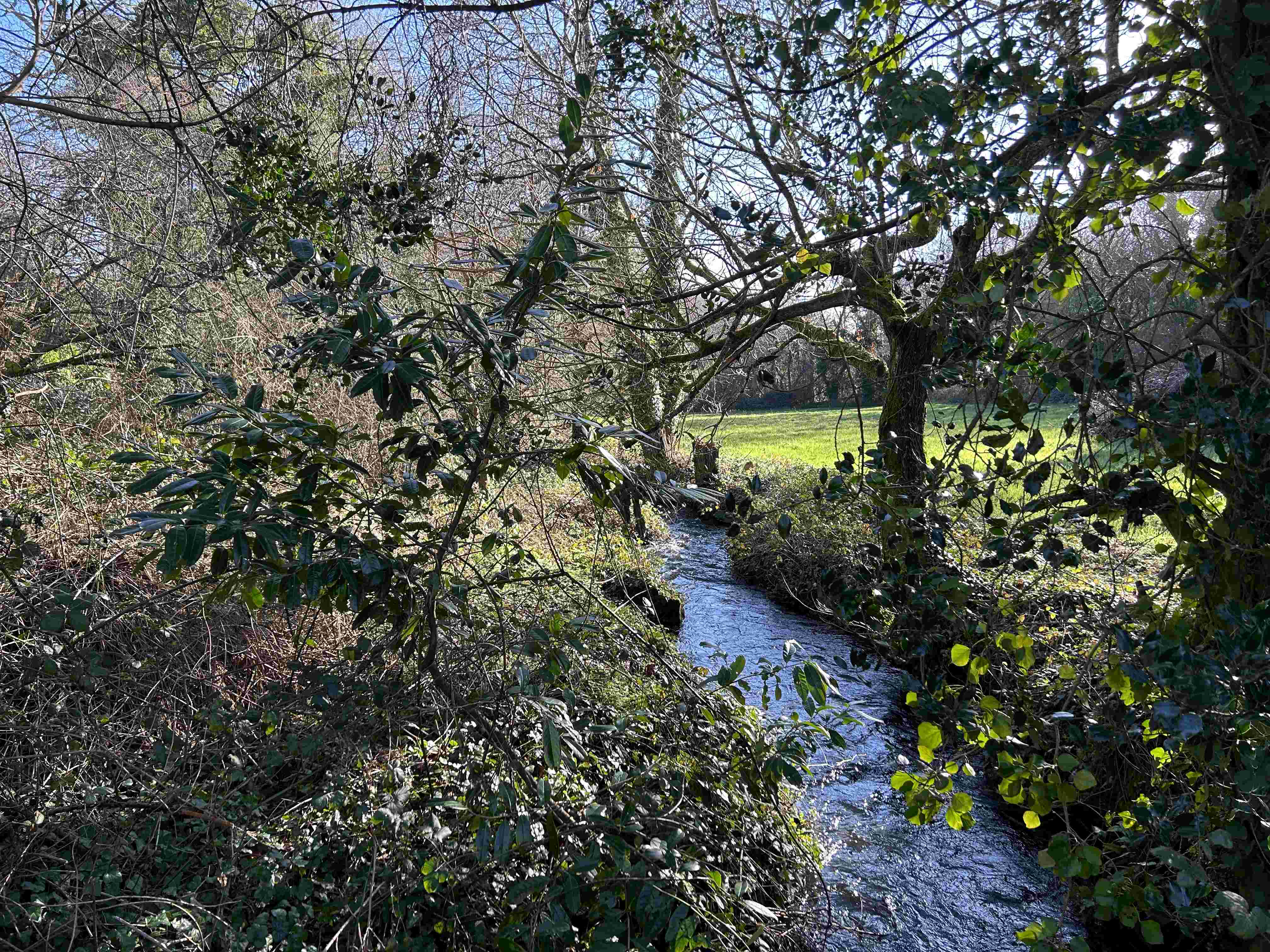 Action petit et grand gibier Sud Finistère : bécasses, chevreuils, sangliers