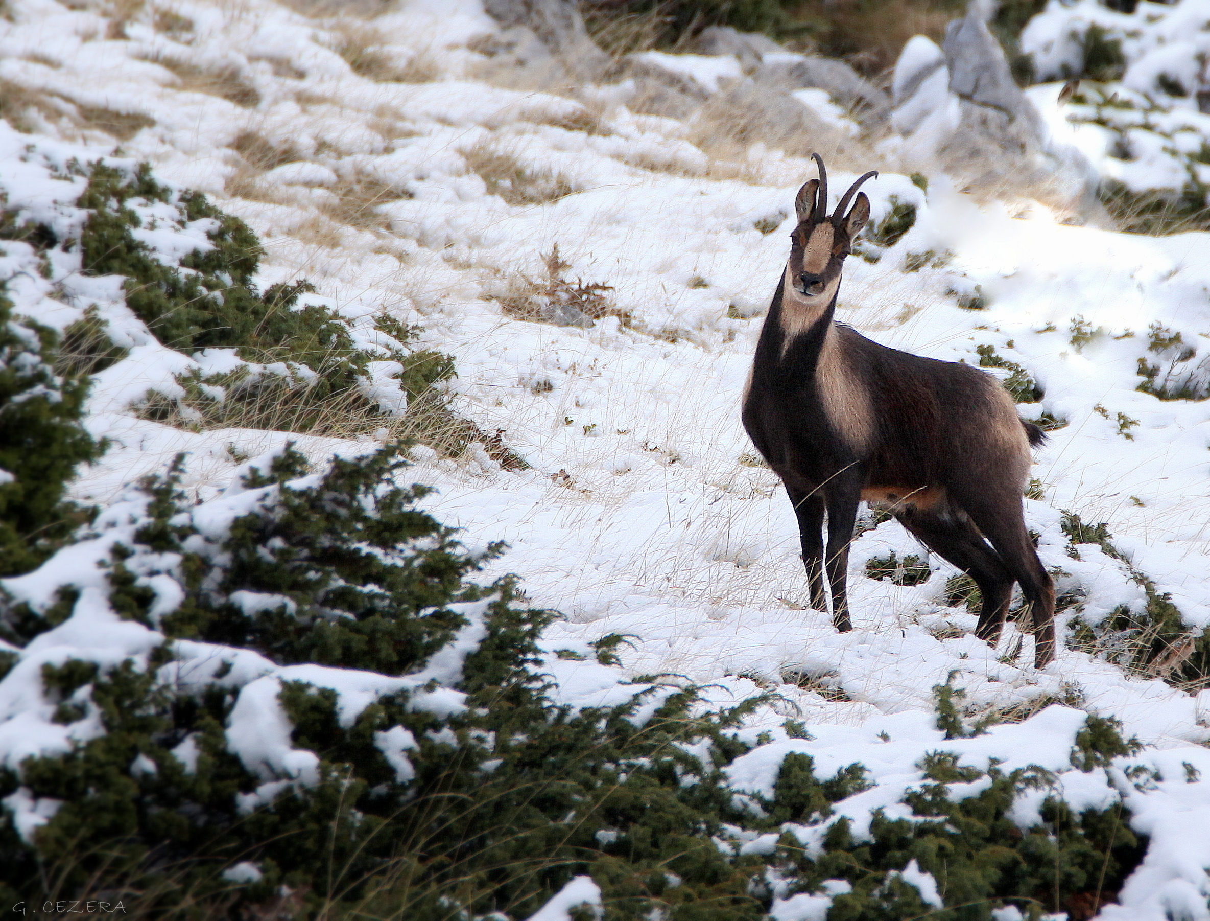 Chasse à l'approche d'un jeune isard (-4 ans) dans les Pyrénées-Orientales